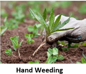 Weed 1