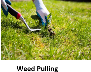 Weed 1